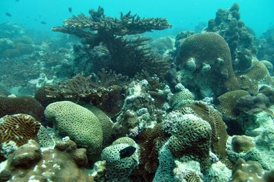 Provided photo of Ras Ghanada coral reef in Ghantoot, UAE.

Courtesy John Burt *** Local Caption ***  RasGhanada_18Apr10_37.JPG