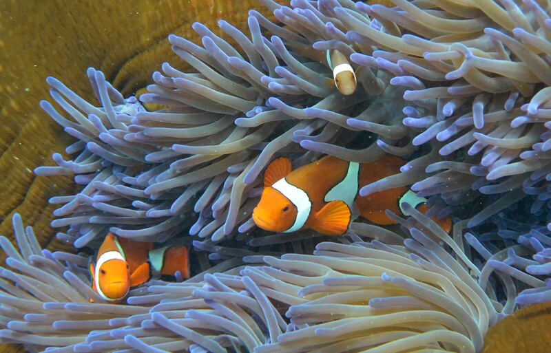 A variety of marine life has made a home of the Great Barrier Reef