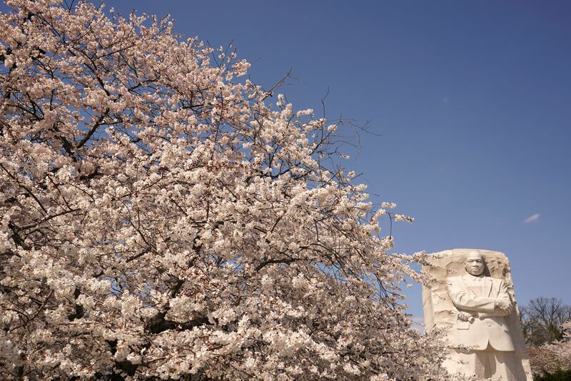 Cherry blossoms are in peak bloom at the Martin Luther King Jr Memorial along the Tidal Basin in Washington. Reuters