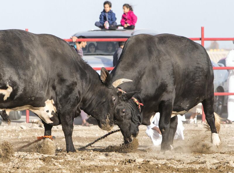 FUJAIRAH, UNITED ARAB EMIRATES- Bull fighting in Fujairah corniche.  Leslie Pableo for The National