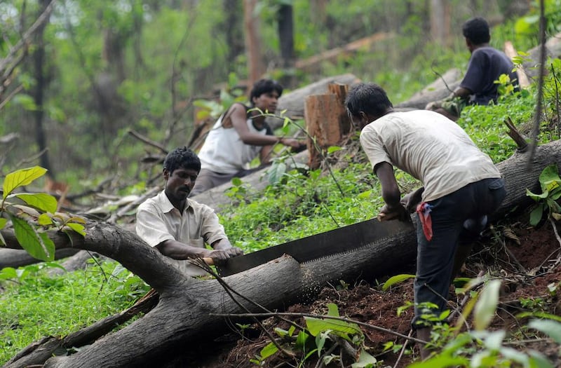 Labourers working for Assam state's forest department cut trees near the Amsang Wildlife Sanctuary on the outskirts of Guwahati city, north-east India, on April 19, 2010, for the construction of a 678-kilometre motorway. EPA