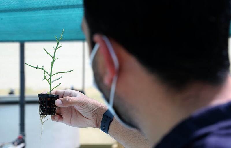 Salty greens grown from reject brine could offer an unlikely solution to some of the world’s food security problems.