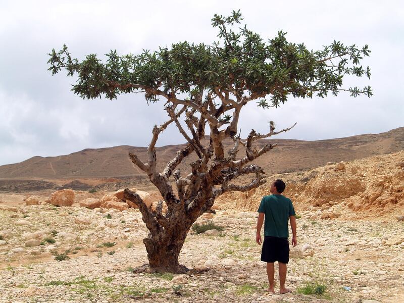 Rui Guimaraes takes a close look at a frankincese tree, which was the source of valuable trade in the past century - Paolo Rossetti for The National