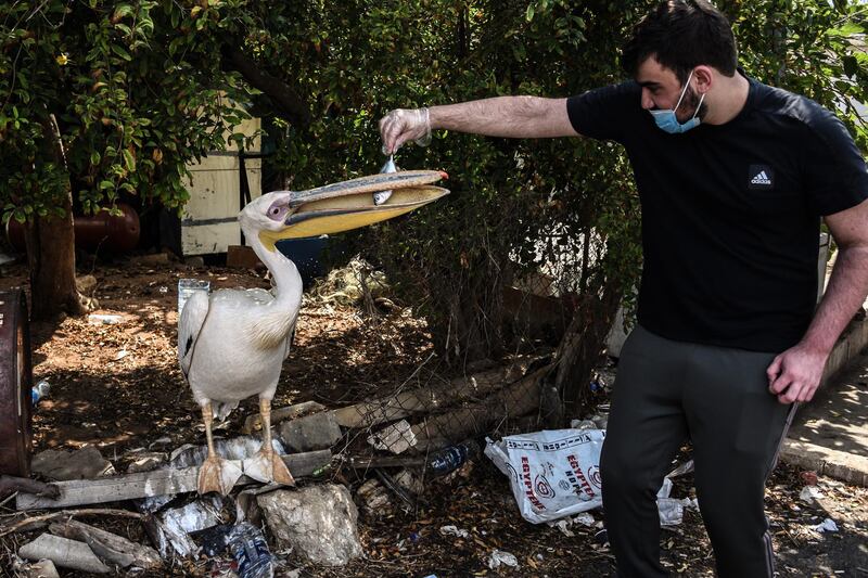Beirut, Lebanon, 11 September 2020. Ovi the pelican, snacking on his favourite fish. Elizabeth Fitt for The National