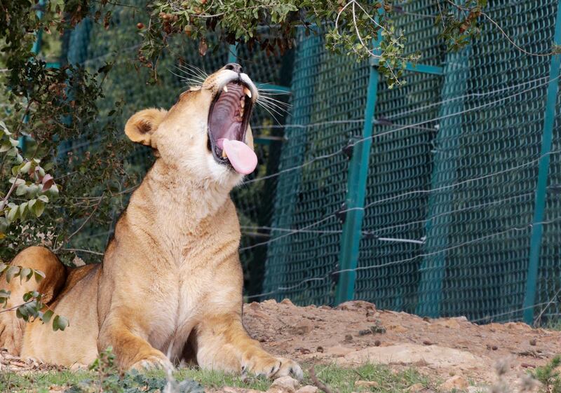 A lioness roars at the Al Ma'wa For Nature and Wildlife sanctuary for wild animals from conflict zones, located in a forest reserve between Jerash and Ajloun, Jordan. EPA