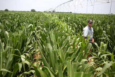 A farmer inspects his crop as they are bracing for severe crop damage from an invasion of the crop-eating armyworm at a farm in Settlers, northern province of Limpopo, February 8,2017. REUTERS/Siphiwe Sibeko - RC16F0ABF7F0