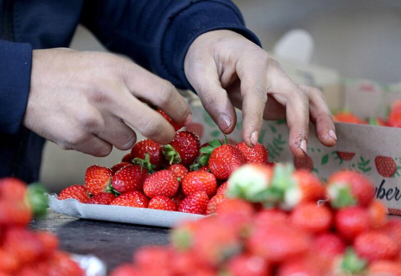 A child arranges strawberry boxes in one of Amman's popular fruit and vegetable markets. It is forbidden for minors to be employed in Jordan.  AFP