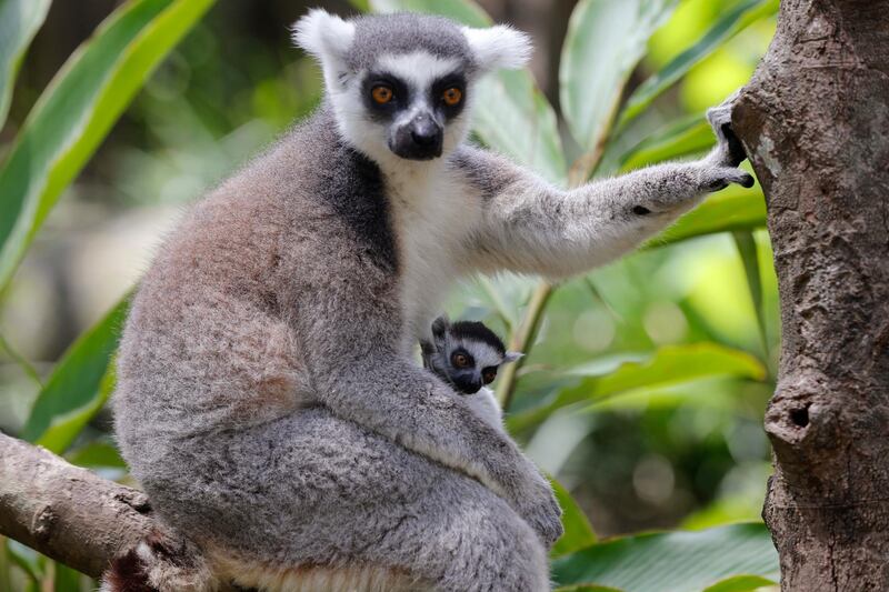A ring-tailed lemur carries its baby at Bali Zoo, on the occasion of "World Lemur Day" in Bali, Indonesia. AP Photo