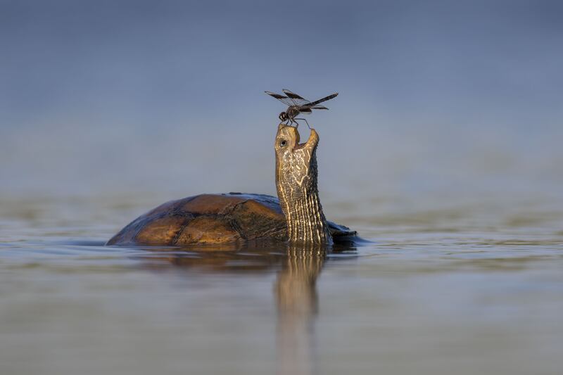 The Happy Turtle by Tzahi Finkelstein captures a Balkan pond turtle with a northern banded groundling dragonfly in Israel's Jezreel Valley