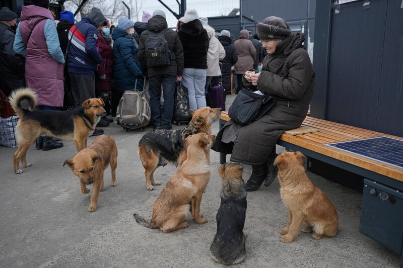 At Stanytsia Luhanska, the only crossing point open daily in the Luhansk region of eastern Ukraine, stray dogs gather around a woman in hope of something to eat. AP