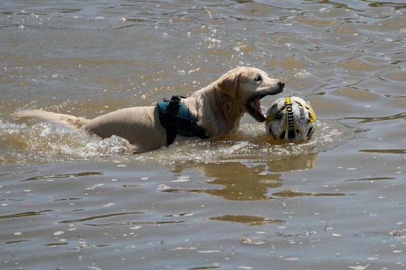 A dog cools dow in the river Thames in London. AP 