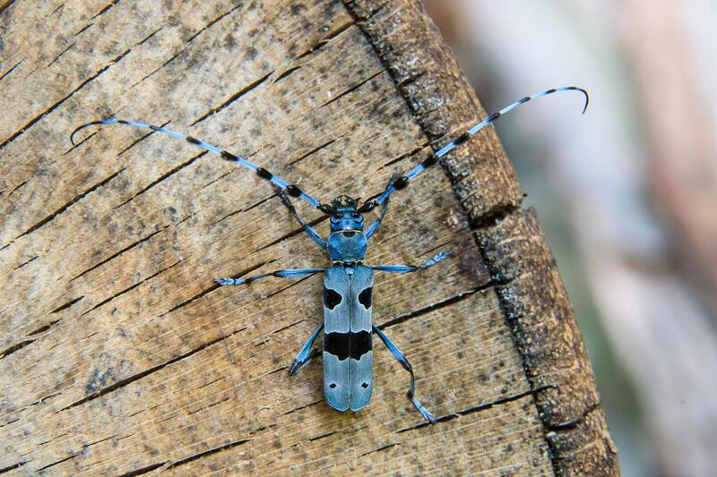 A Rosalia longicorn is seen on a tree trunk near Siatorska Bukovinka, Slovakia.  EPA