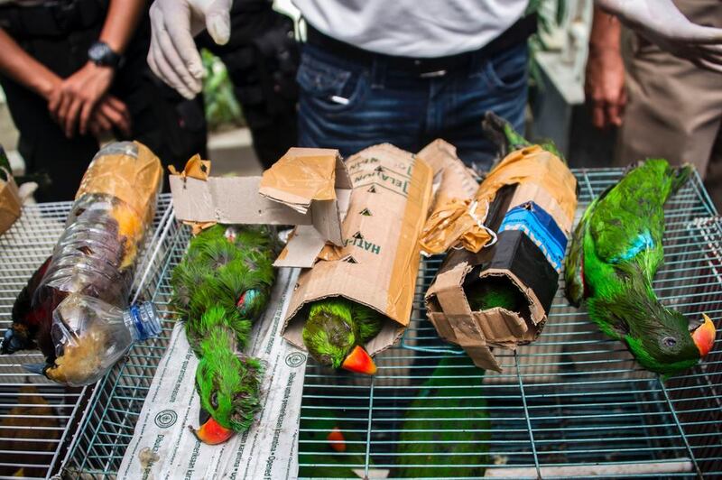 Indonesian police display dead birds from a smuggling operation in Surabaya. Thousands of endangered birds are being sold illegally across the country, a wildlife trade watchdog said yesterday. AFP Photo
