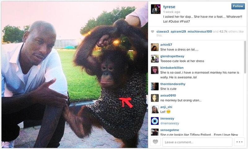 Tyrese Gibson's Instagram posting of an interaction with a chimpanzee in the UAE.