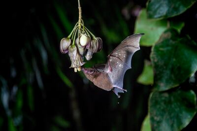 The ‘seven-hour flower’, 'Merinthopodium neuranthom', is pollinated by Underwood's Long-tongued Bat 'Hylonycteris underwoodi', the plant's primary pollinator. Photo: BBC Studios
