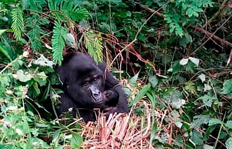 A gorilla holds baby in Bwindi National Park Uganda. Uganda Wildlife Authority / AP Photo