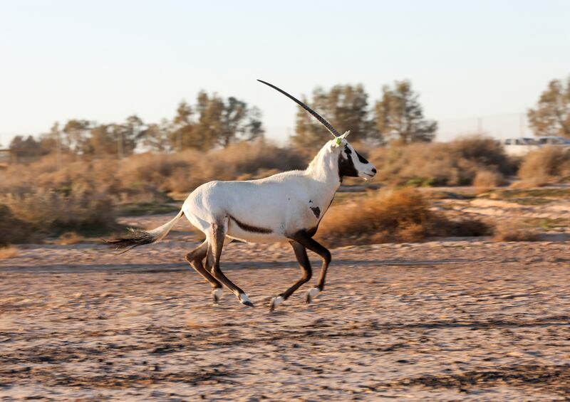 An Arabian oryx imported from Abu Dhabi runs at the reserve in Azraq, Jordan.