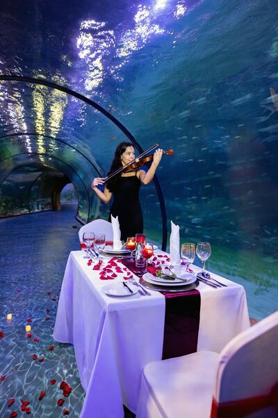 The National Aquarium will host a three-course dinner for Valentine's Day. Photo: The National Aquarium