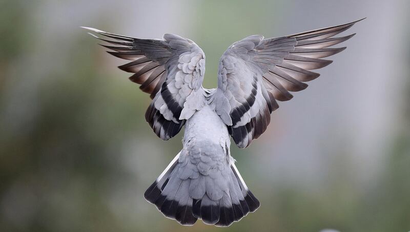 A common pigeon also known as blue rock pigeon flies on a cloudy day in New Delhi, India. EPA