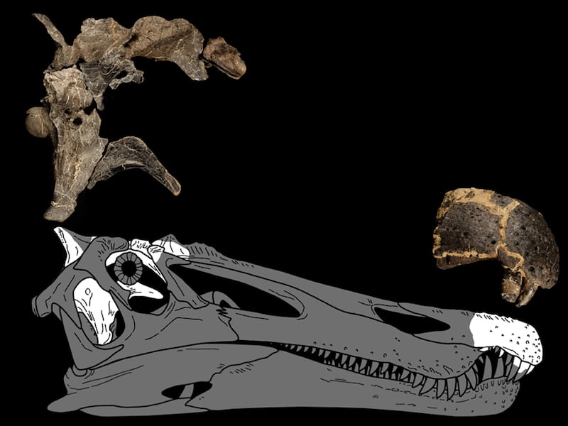 This graphic shows where the braincase and snout of a 'Riparovenator milnerae' would be located on its skull.