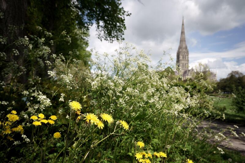 Salisbury Cathedral's meadows will be allowed to grow wild in a bid to boost climate change efforts. Ash Mills