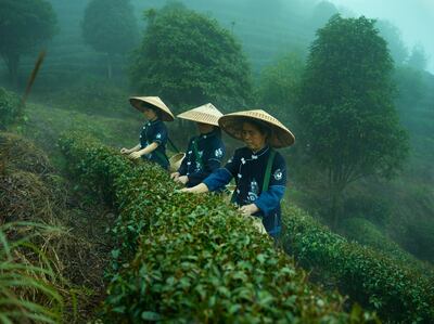 Carbon-storing organic farmland and high-integrity certification are crucial to the creation of a sustainable tea industry. Getty Images