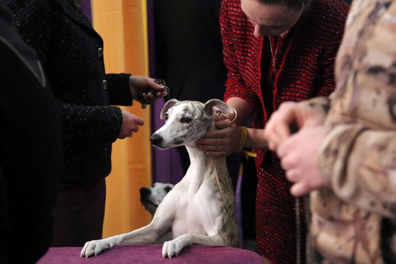 Lindsey Grispin gives her whippet named Lizzy a massage before they compete. Photo: AP