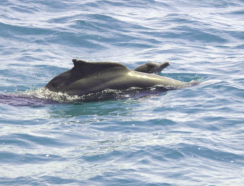 Other mammals found in the Arabian Gulf include the Indian Ocean humpback dolphin, pictured here. Courtesy: Environment Agency Abu Dhabi