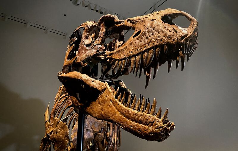 The sale will mark the first time that Sotheby's has auctioned a full dinosaur skeleton since it sold Sue the T-Rex in 1997 for $8.36m. Reuters