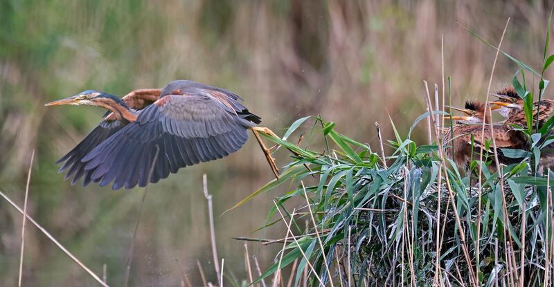 A Purple heron (Ardea purpurea) leave his squabs in their nest at the nature reservation 'Wagbachniederung' in Waghaeusel, near Karlsruhe, Germany. The Wagbachniederung is an important breeding and resting place for breeding birds in Europe, which are endangered by extinction, and is one of the most important bird protection areas in Germany.  EPA