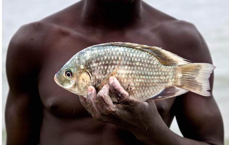 'Currency'. Trafficking is rampant around Ghana's Lake Volta, where children work on fishing boats. "Every kid on the lake knows of another child who died in the nets. Most of the children suffer from skin diseases and parasitic worms. Malaria is common. Medical care is not," says Kristine.