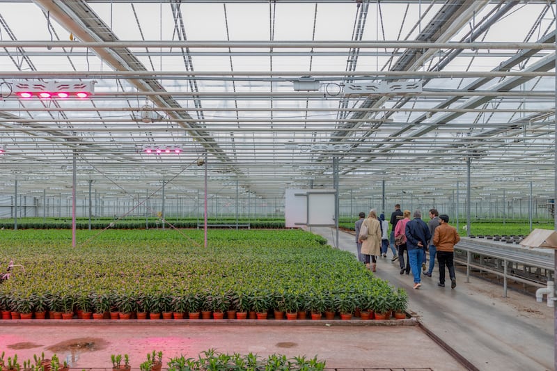 LED lights that change colour, more robust insulation of greenhouses recommended for years by research students in the Netherlands were finally implemented by agricultural companies when faced with rising bills due to the energy crisis. Photo: Rolf van Koppen
