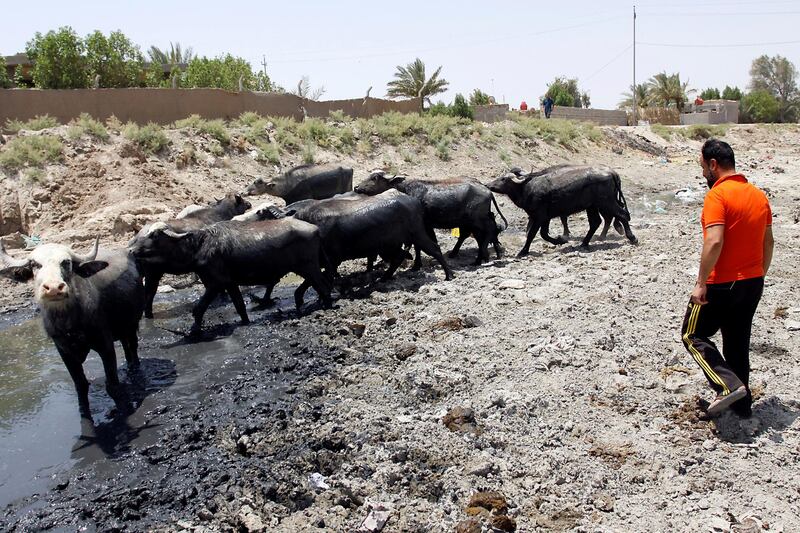 This picture shows buffalos in an empty riverbed in Umm Abbasiyat, some 60 kilometers east of Najaf, on July 5, 2018. - Beyond this year's dramatic lack of rain, experts say a central reason for Iraq's creeping drought is the regional sharing of its water resources. Neighbouring Turkey and Iran in recent years have both rerouted cross-border water sources they share with Iraq. (Photo by Haidar HAMDANI / AFP)