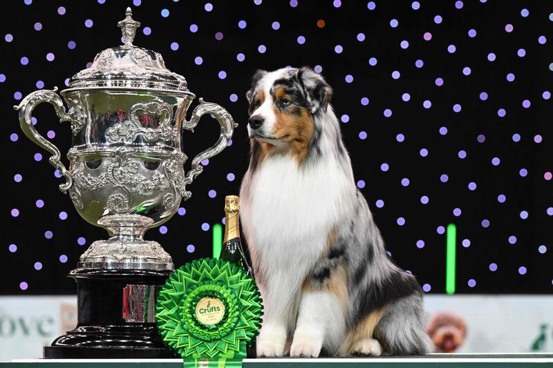 Winner of Best in Show, the Australian shepherd called Viking, poses at the trophy presentation on the final day of Crufts dog show at the National Exhibition Centre in Birmingham, England. AFP