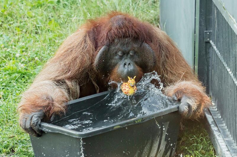 An orang-utan plays with water at the zoo Schoenbrunn in Vienna, Austria.  Europe is facing a heatwave with temperatures up to 40 degrees. AP