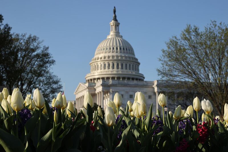 WASHINGTON, DC - APRIL 05: White tulips bloom across Constitution Avenue from the place where a U.S. Capitol Police officer was killed last week on April 05, 2021 in Washington, DC. Officer William "Billy" Evans was killed when he and another officer were struck by a vehicle at the security perimeter on April 2. The vehicle's driver, identified as 25-year-old Noah Green, was shot and killed by police after he crashed the car and lunged at officers with a knife.   Chip Somodevilla/Getty Images/AFP
== FOR NEWSPAPERS, INTERNET, TELCOS & TELEVISION USE ONLY ==
