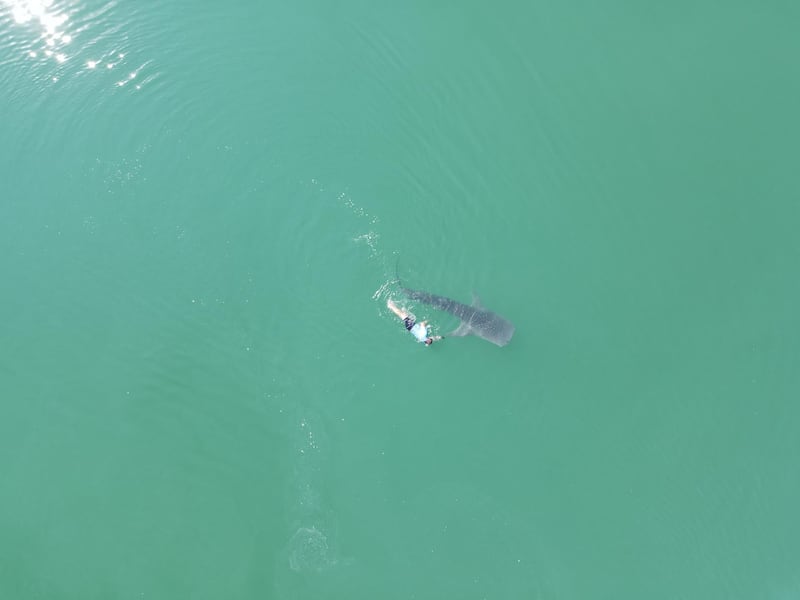  Winston Cowie, marine policy manager at Environment Agency Abu Dhabi monitors a whale shark spotted in Abu Dhabi near Al Raha. Courtesy: Environment Agency Abu Dhabi