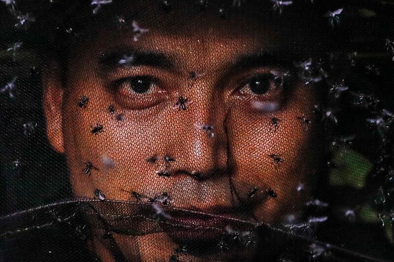 Stingless bees, also known as 'Kelulut', surround 'Raja Lebah' (King of Bees) as he prepares to use the honey extractor in his garden in Sepang, Malaysia. EPA