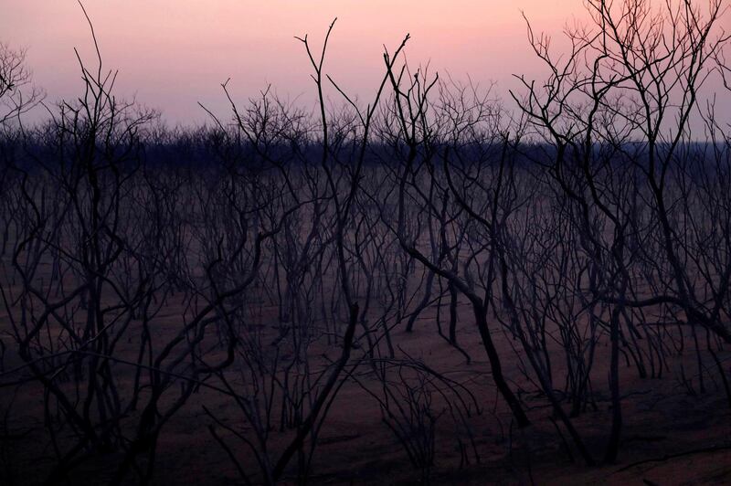 Charred trees are pictured at the Nembi Guasu conservation area in Charagua, Bolivia.  Reuters