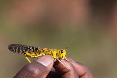 Swarms of billions of desert locusts have been feeding on crops in the Horn of Africa and the Middle East. Getty Images