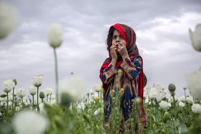 A girl stands in a poppy field in Kandahar province. The narcotics industry has partly fueled the long war in Afghanistan. Photo by Stefanie Glinski