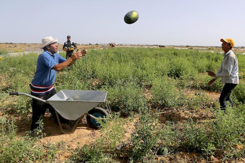 A Palestinian worker collects watermelons as farmers complain about export restrictions due to coronavirus. Reuters