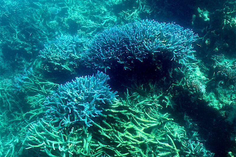 Previous bleaching damaged two thirds of the coral at the famous site