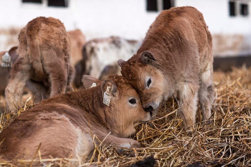 Hungarian grey calves snuggle at Kungyorgy Farm in Hungary. EPA