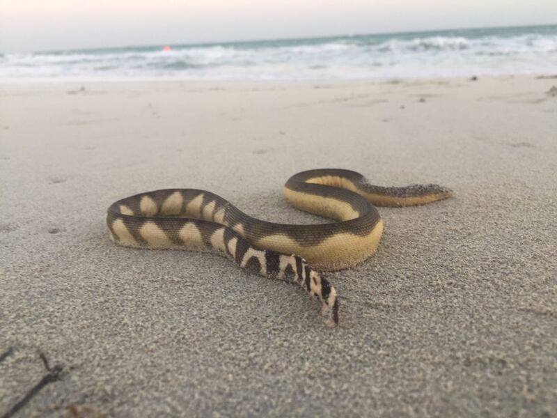 A sea snake in Abu Dhabi. The creatures are seen in Abu Dhabi coastal waters at cooler times of the year. Photo: Environment Agency Abu Dhabi