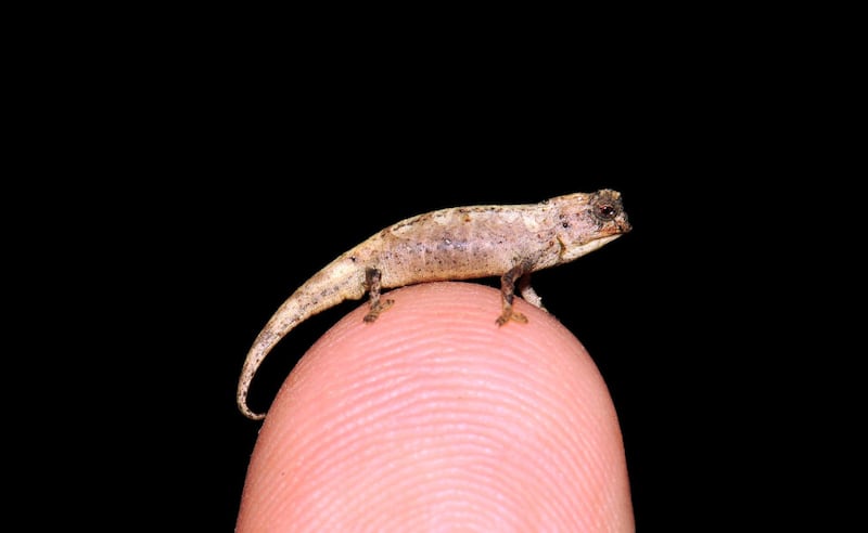 epa08989294 An undated handout photo made available by Dr. Frank Glaw of the Bavarian State Collection of Zoology (SNSB) shows a tiny male lizard discovered in the rain forest in northern Madagascar (issued 05 February 2021). Scientists believe that the so-called nano-chameleon (Brookesia nana) may be the smallest reptile in the world. The male lizard, which has a length of just 22 mm, was discovered by a German-Madagascan expedition team.  EPA/FRANK GLAW HANDOUT (MANDATORY CREDIT) HANDOUT EDITORIAL USE ONLY/NO SALES/NO ARCHIVES