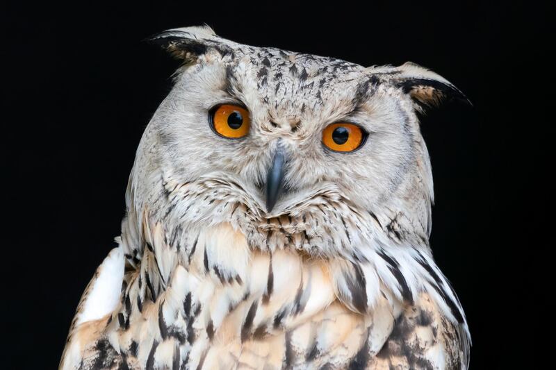 A Siberian eagle owl at the Tripsdrill wildlife park in Cleebronn, Germany. EPA