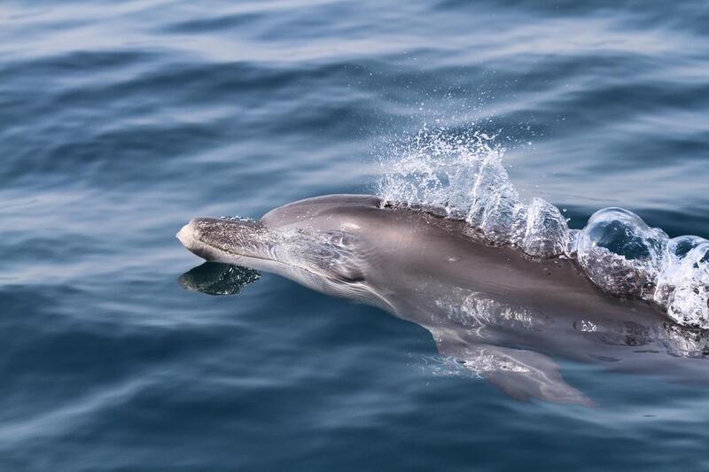 The UAE Dolphin Project aims to investigate the dolphin population along the UAE coastline. Photos by UAE Dolphin Project