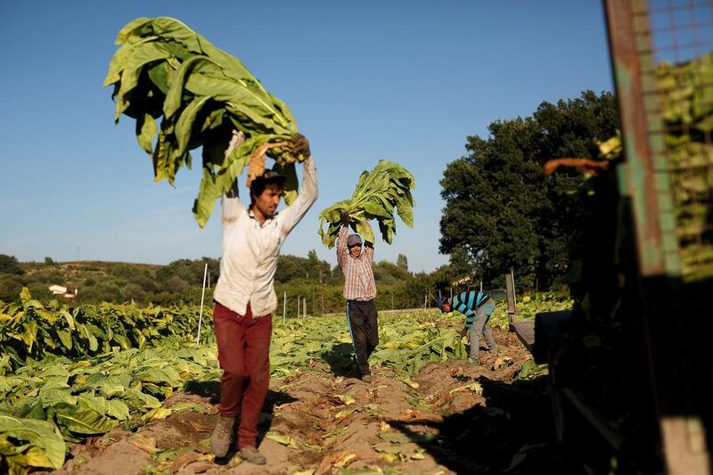 Workers load the trailer of a farm tractor with dark tobacco plants during the tobacco harvest on a farm on August 14, 2014 near Jarandilla de la Vera. Pablo Blazquez Dominguez / Getty Images