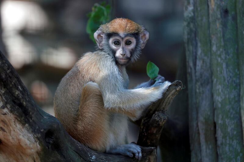 A Patas monkey is pictured at the Riga National Zoological Garden (Riga Zoo), Latvia. EPA